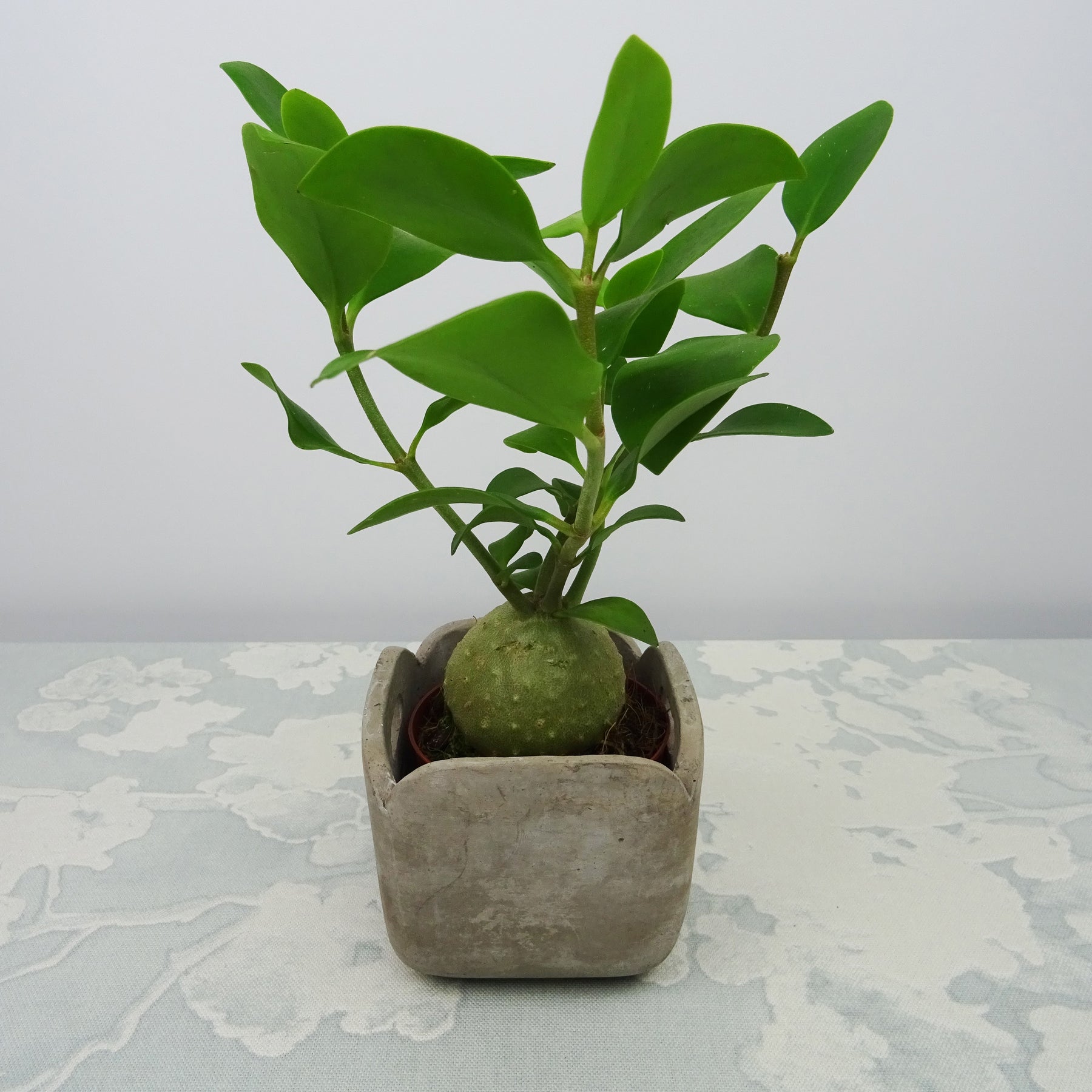 Myrmecodia Adventure (vendu sans cache-pot décoratif) - Willemse