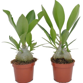 Myrmecodia Adventure (vendu sans cache-pot décoratif) - Myrmecodia adventure - Willemse