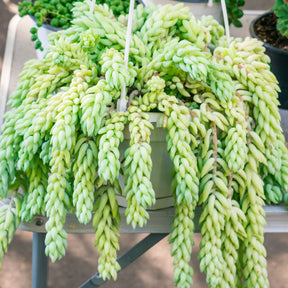 Sedum burrito - Willemse