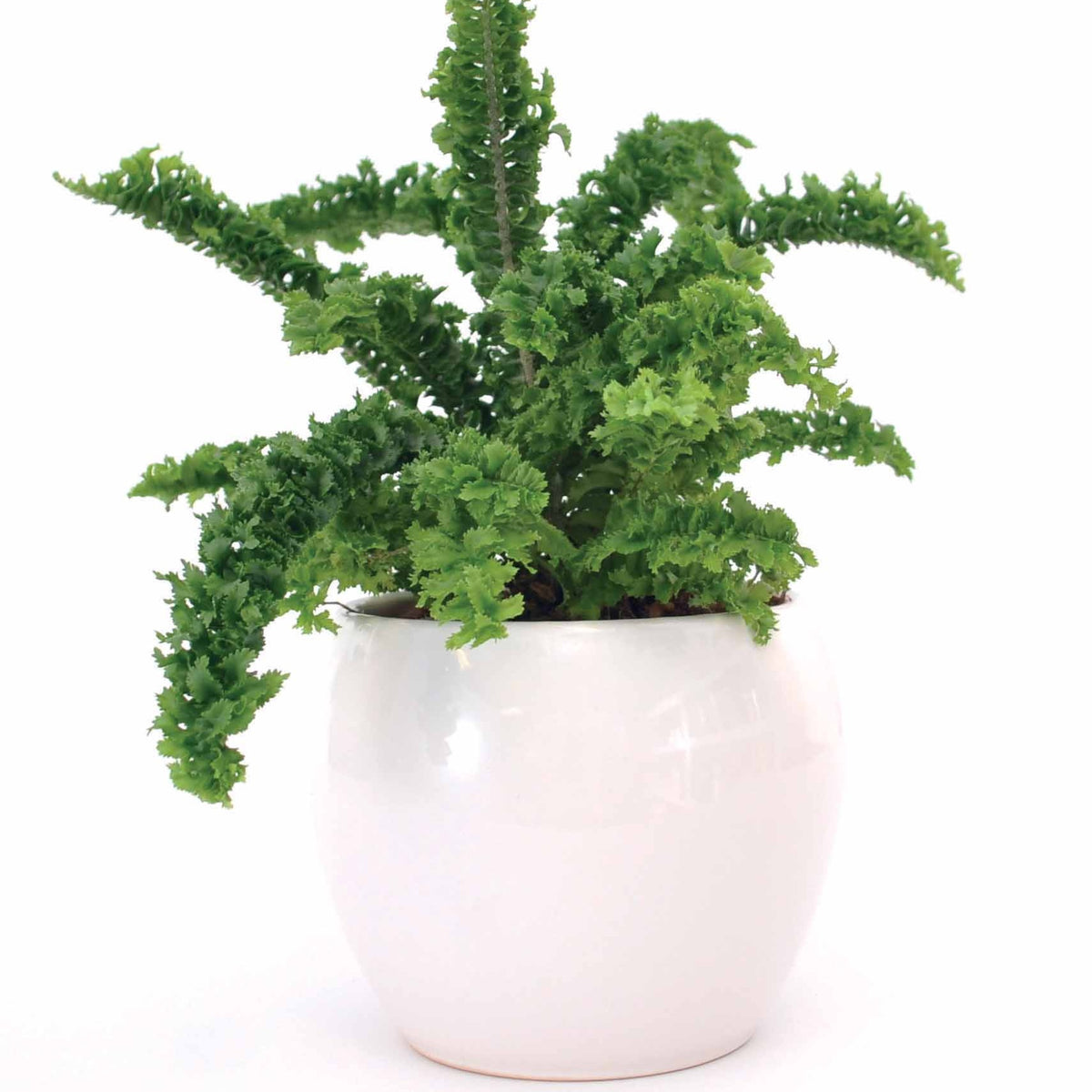 Fougère Dragon Tail - Willemse