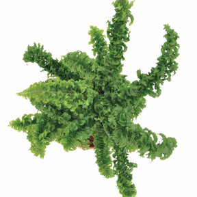 Fougère Dragon Tail - Emina dragon tail - Willemse