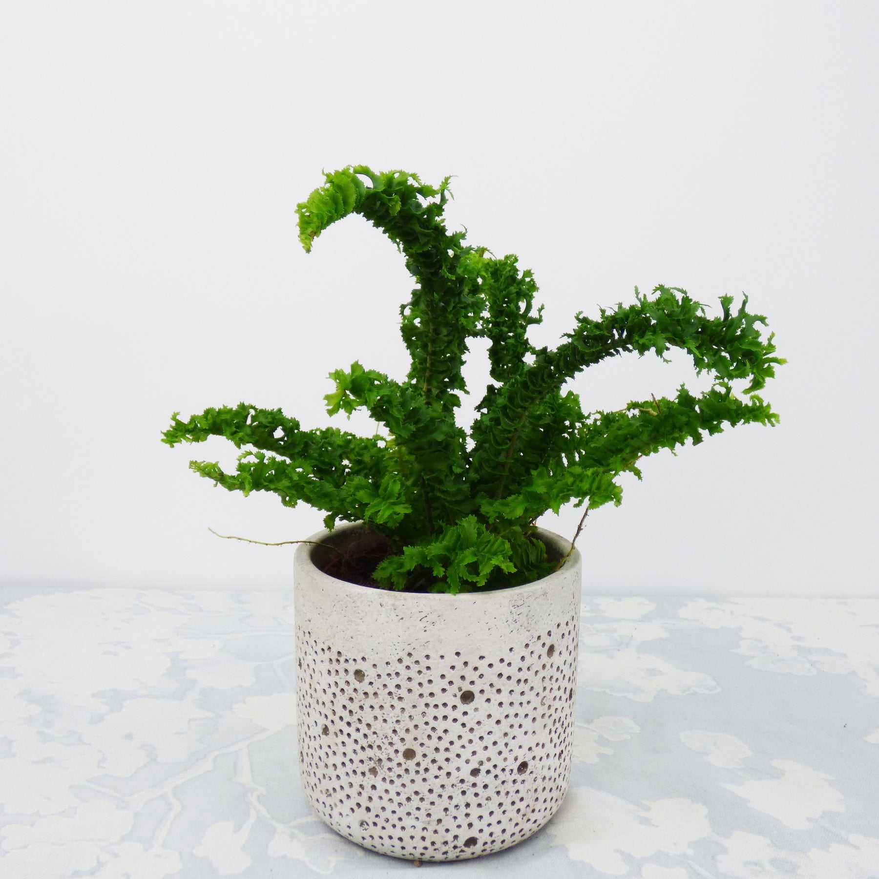 Emina dragon tail - Fougère Dragon Tail - Fougère d'intérieur