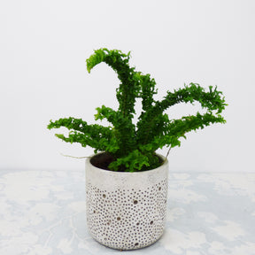 Emina dragon tail - Fougère Dragon Tail - Fougère d'intérieur