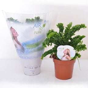 Fougère d'intérieur - Fougère Dragon Tail - Emina dragon tail