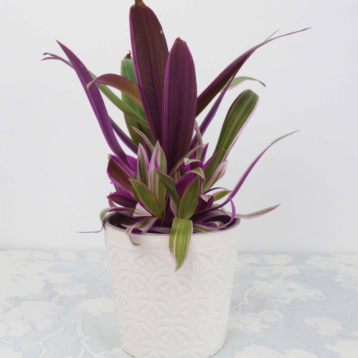 Tradescantia Purple Flame - Willemse