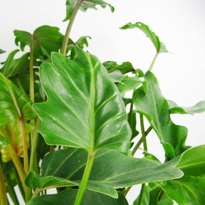 Philodendron selloum Hope - Philodendron seloum hope - Willemse
