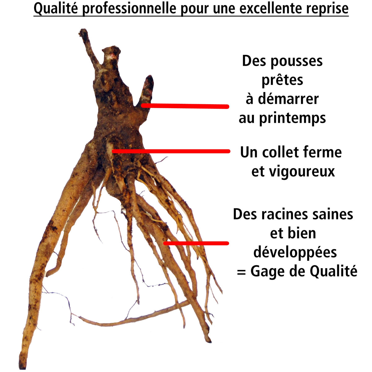 Pivoine Itoh Cora Louise - Paeonia itoh cora louise - Willemse