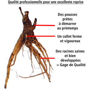 Pivoine Itoh Cora Louise - Paeonia itoh cora louise - Willemse