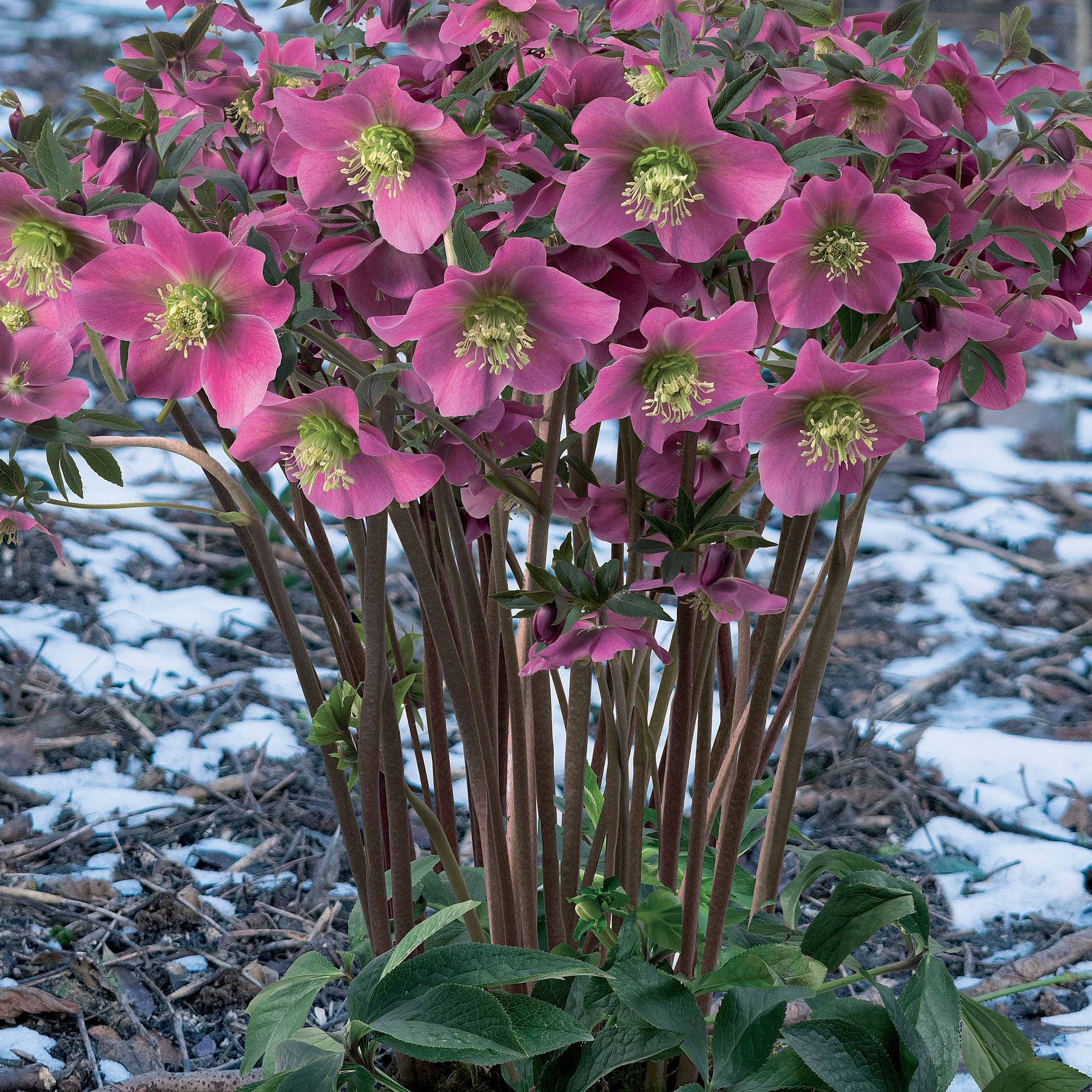 Rose de Noel rose foncé - Willemse