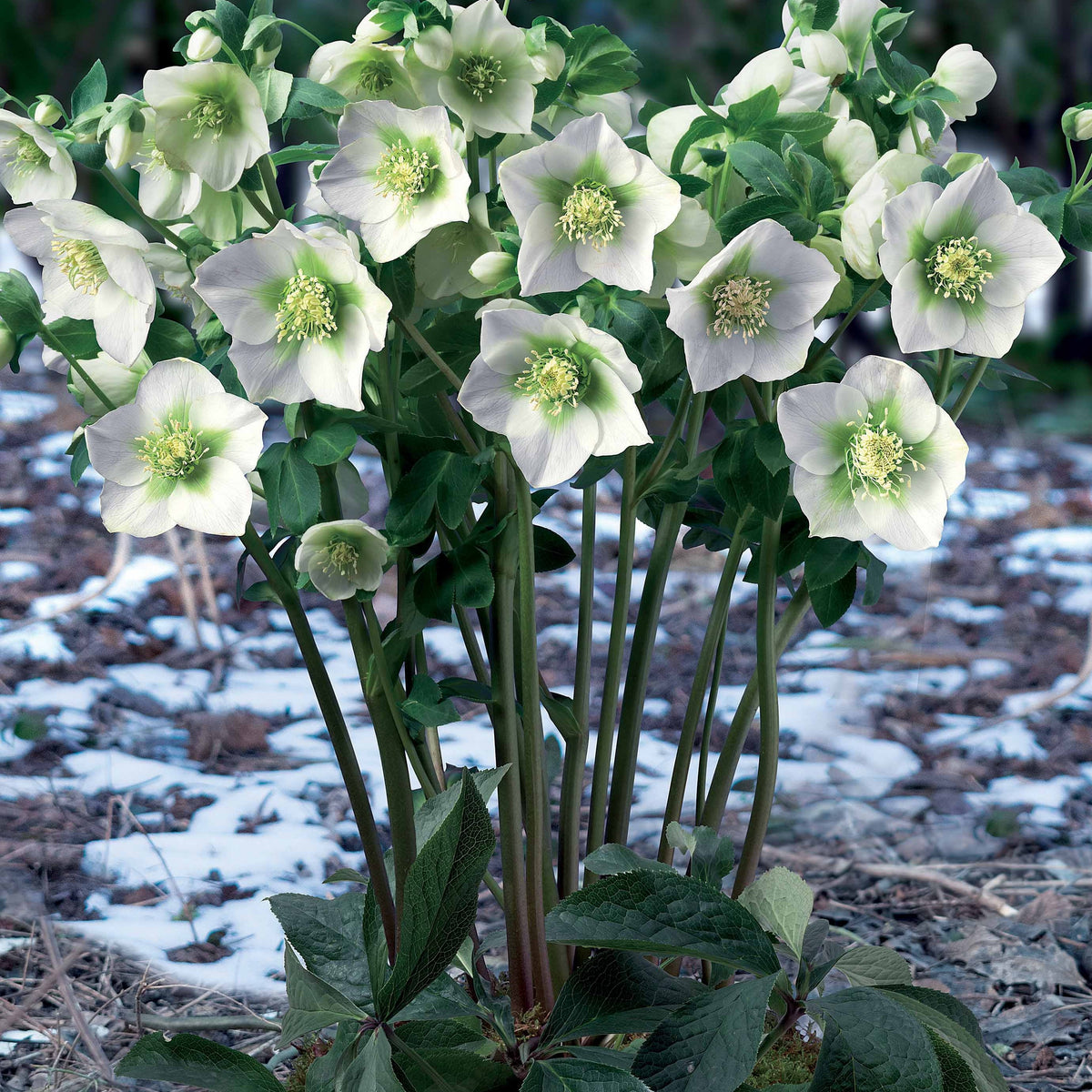 Rose de Noel blanche - Willemse