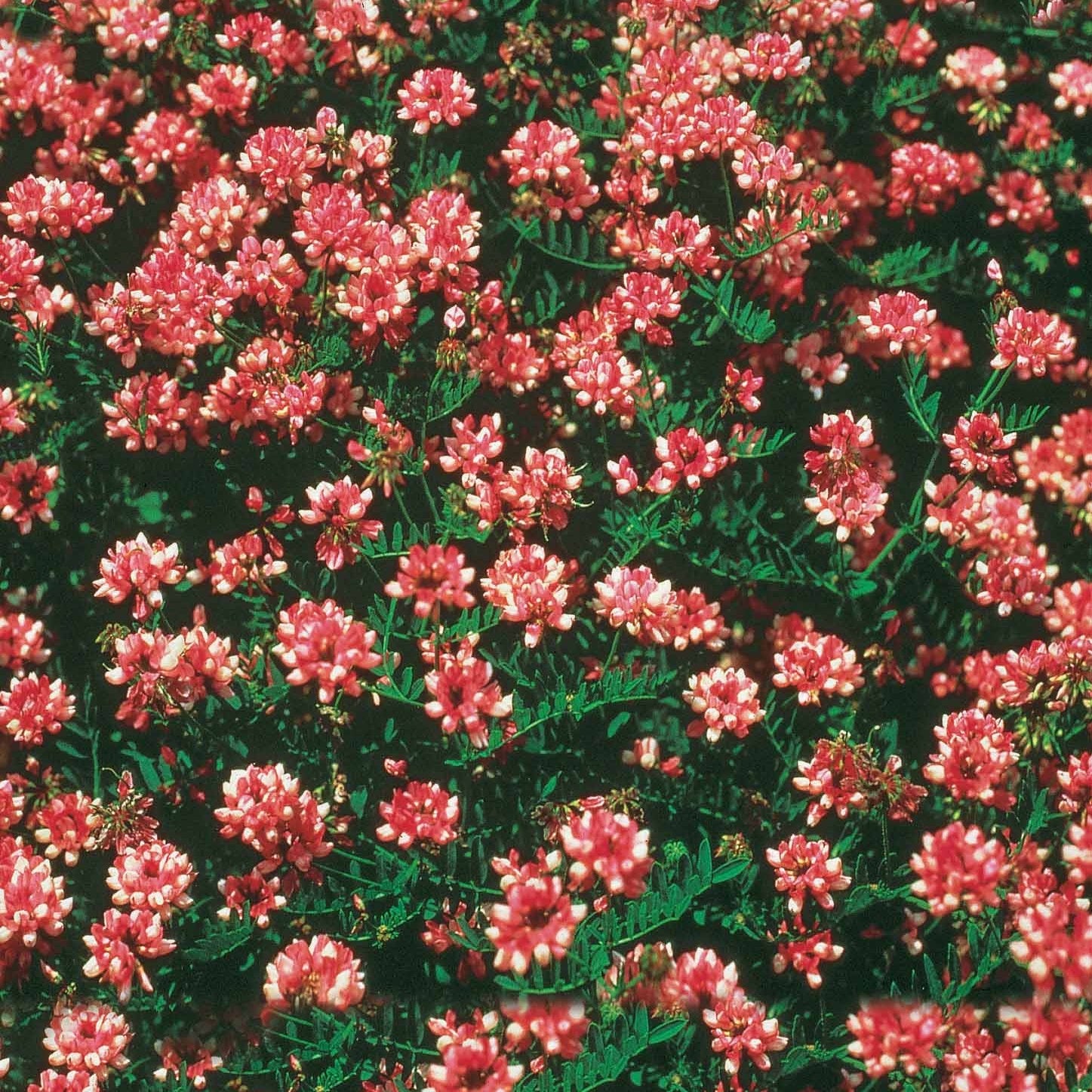 4 Coronilles - Willemse