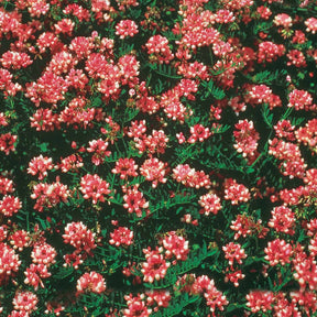 4 Coronilles - Willemse