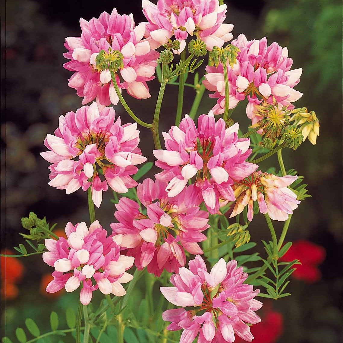 4 Coronilles - Coronilla varia - Willemse