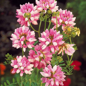 4 Coronilles - Coronilla varia - Willemse