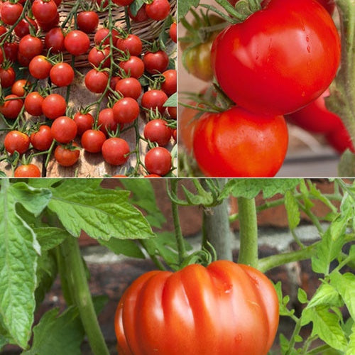 Collection de 9 Plants tomates classiques - Willemse