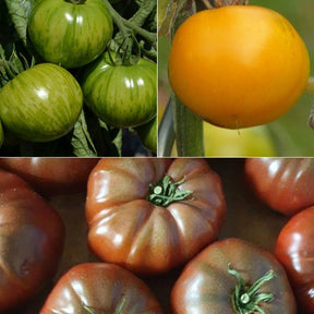 Collection de 9 Plants tomates originales - Willemse