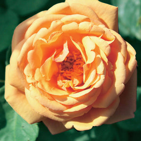 3 Collections de 3 rosiers anglais (Charlie Ausgreen, Fish , Herr's Ausgreen) - Rosa (charlie ausgreen, fish ausgreen , herr's aus - Willemse