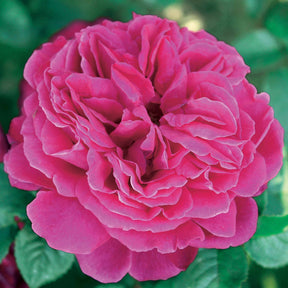 Rosa (charlie ausgreen, fish ausgreen , herr's aus - 3 Collections de 3 rosiers anglais (Charlie Ausgreen, Fish , Herr's Ausgreen) - Rosiers