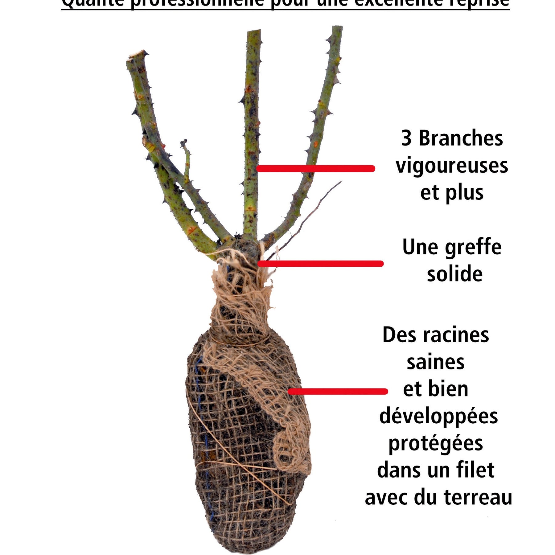 Vente 3 Collections de 3 rosiers anglais (Charlie Ausgreen, Fish , Herr's Ausgreen) - Rosa (charlie ausgreen, fish ausgreen , herr's aus