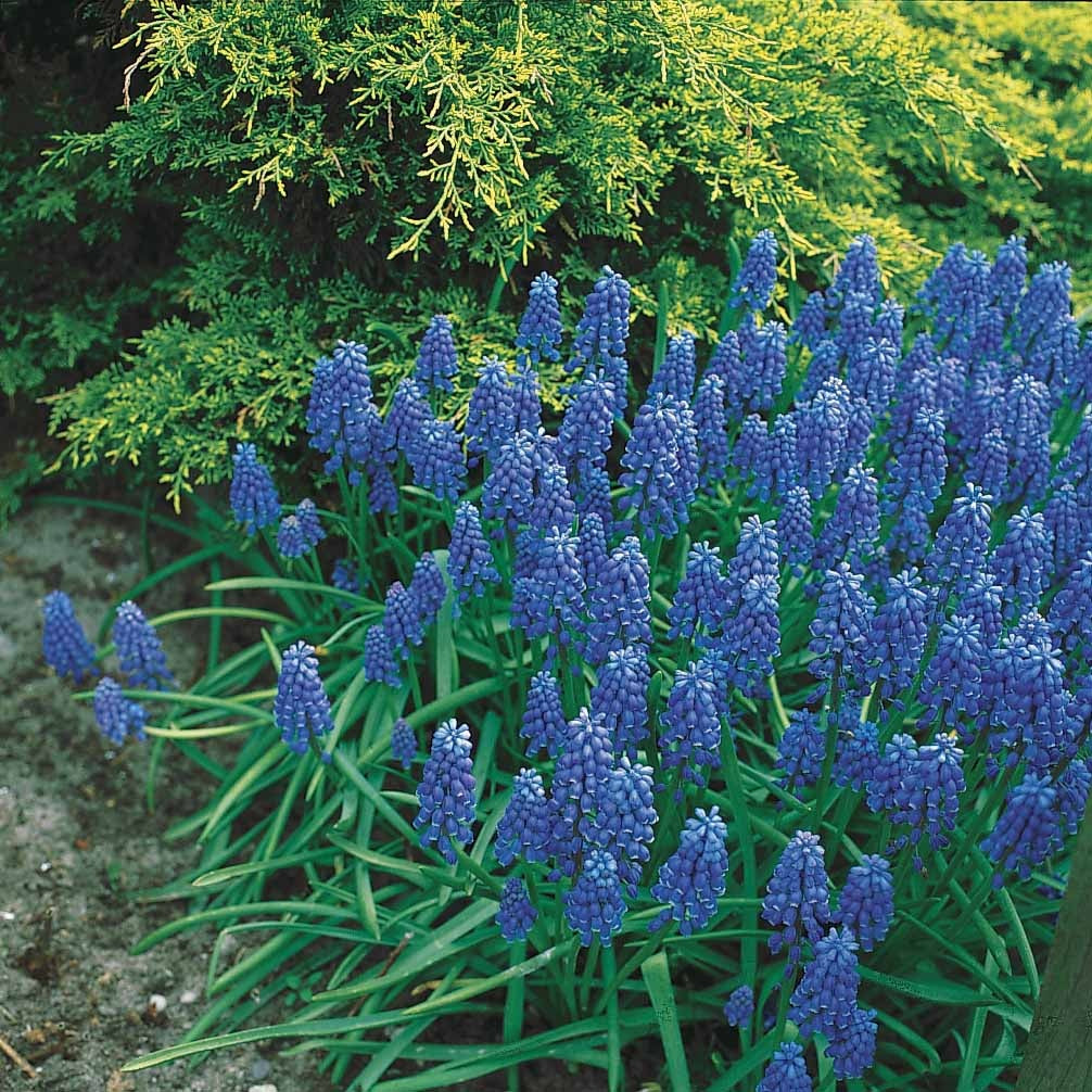Anemone blanda,allium molly, muscari, fritillaria lutea, scilla - 65 bulbes bleu/jaune attirant les abeilles - Anémone