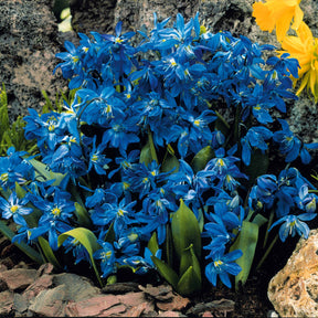 Anémone - 65 bulbes bleu/jaune attirant les abeilles - Anemone blanda,allium molly, muscari, fritillaria lutea, scilla