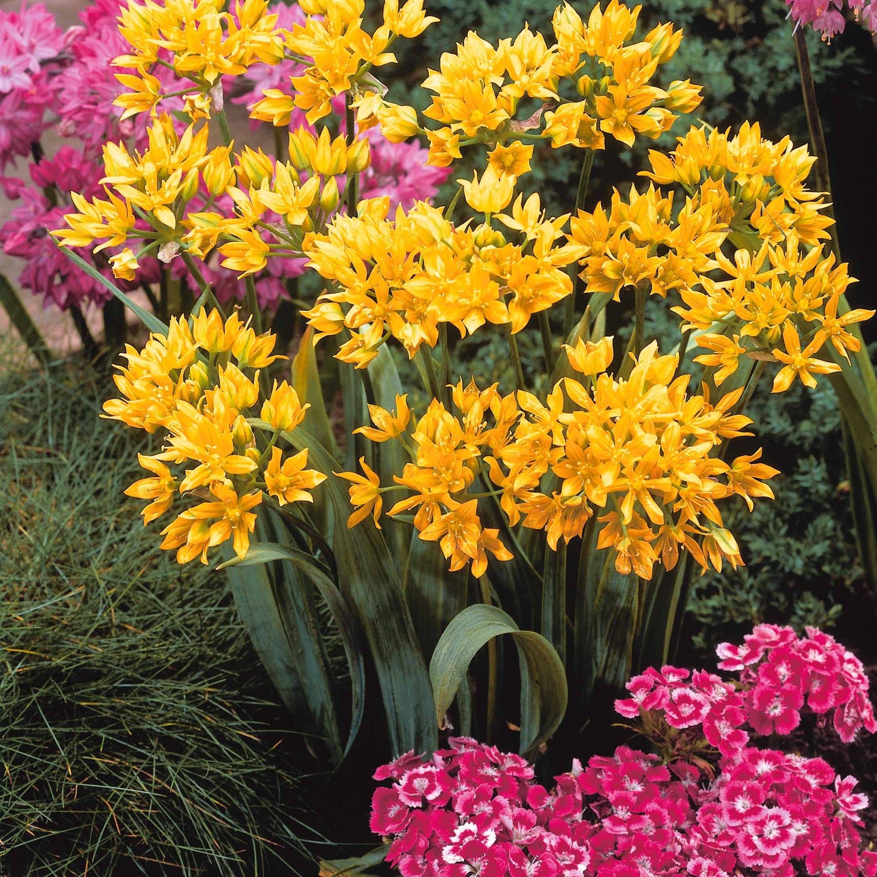 Vente 65 bulbes bleu/jaune attirant les abeilles - Anemone blanda,allium molly, muscari, fritillaria lutea, scilla