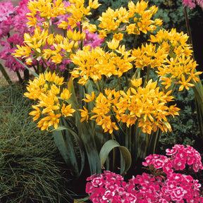 Vente 65 bulbes bleu/jaune attirant les abeilles - Anemone blanda,allium molly, muscari, fritillaria lutea, scilla