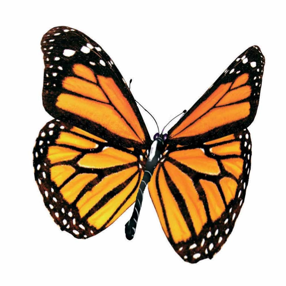 Vente 65 bulbes bleu/jaune attirant les abeilles - Anémone