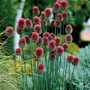Fritillaria,allium sphaerocephalum et giganteum,hyacinthoides, crocus - 65 bulbes violet attirant les abeilles - Bulbes à fleurs