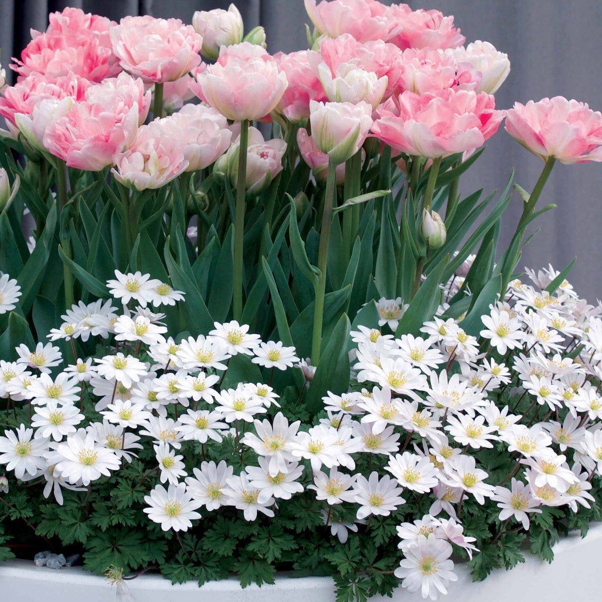 30 Bulbes pour pot fleuri - Willemse