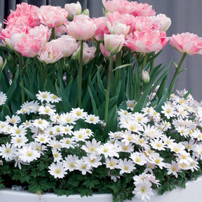 30 Bulbes pour pot fleuri - Willemse