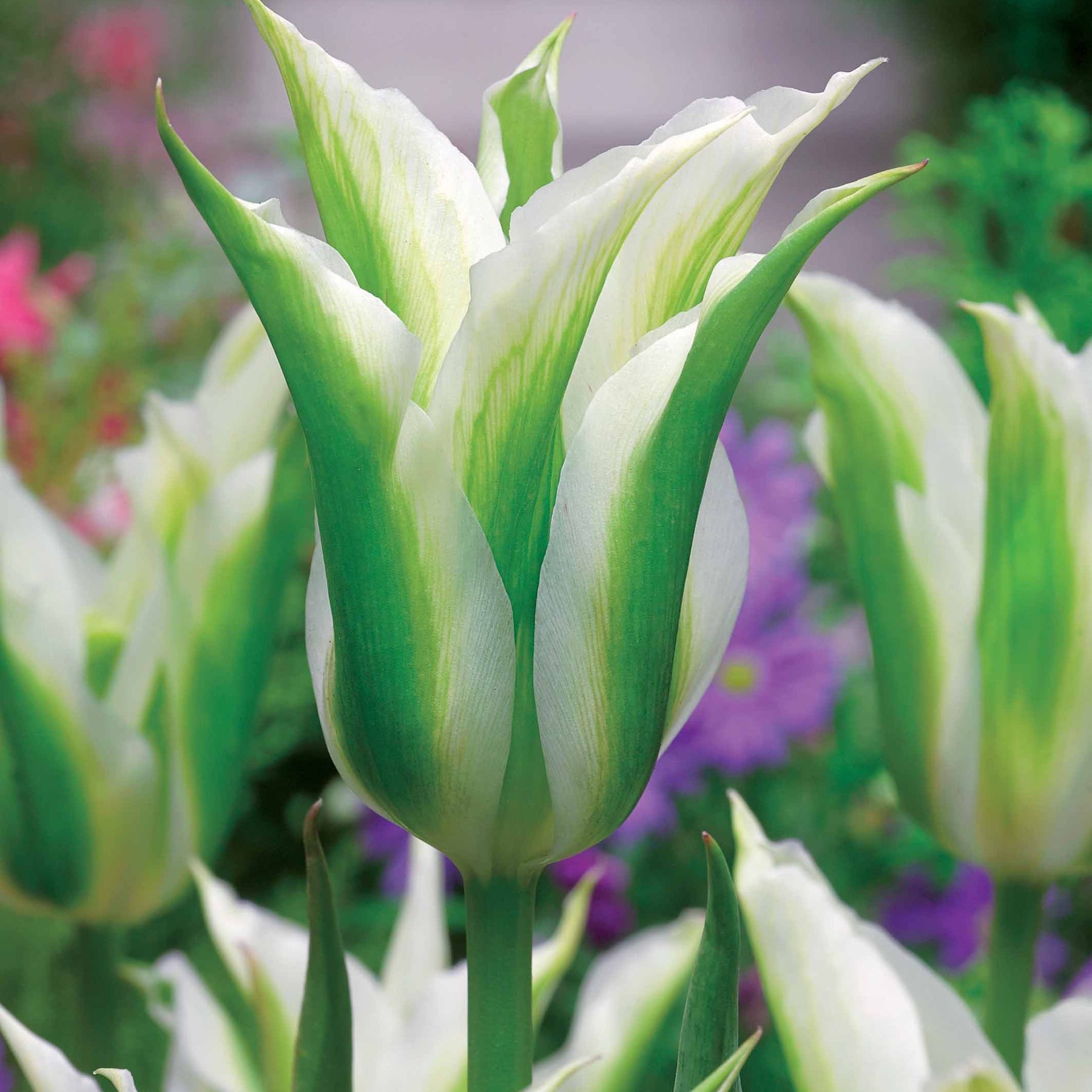 Tulipa'firewings','greenstar','lasting love' - Coll. 30 tulipes fleur de lis :Aile de feu,Etoile verte,Amour eternel - Tulipe