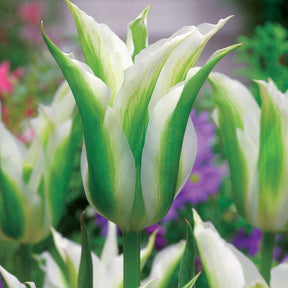 Tulipa'firewings','greenstar','lasting love' - Coll. 30 tulipes fleur de lis :Aile de feu,Etoile verte,Amour eternel - Tulipe