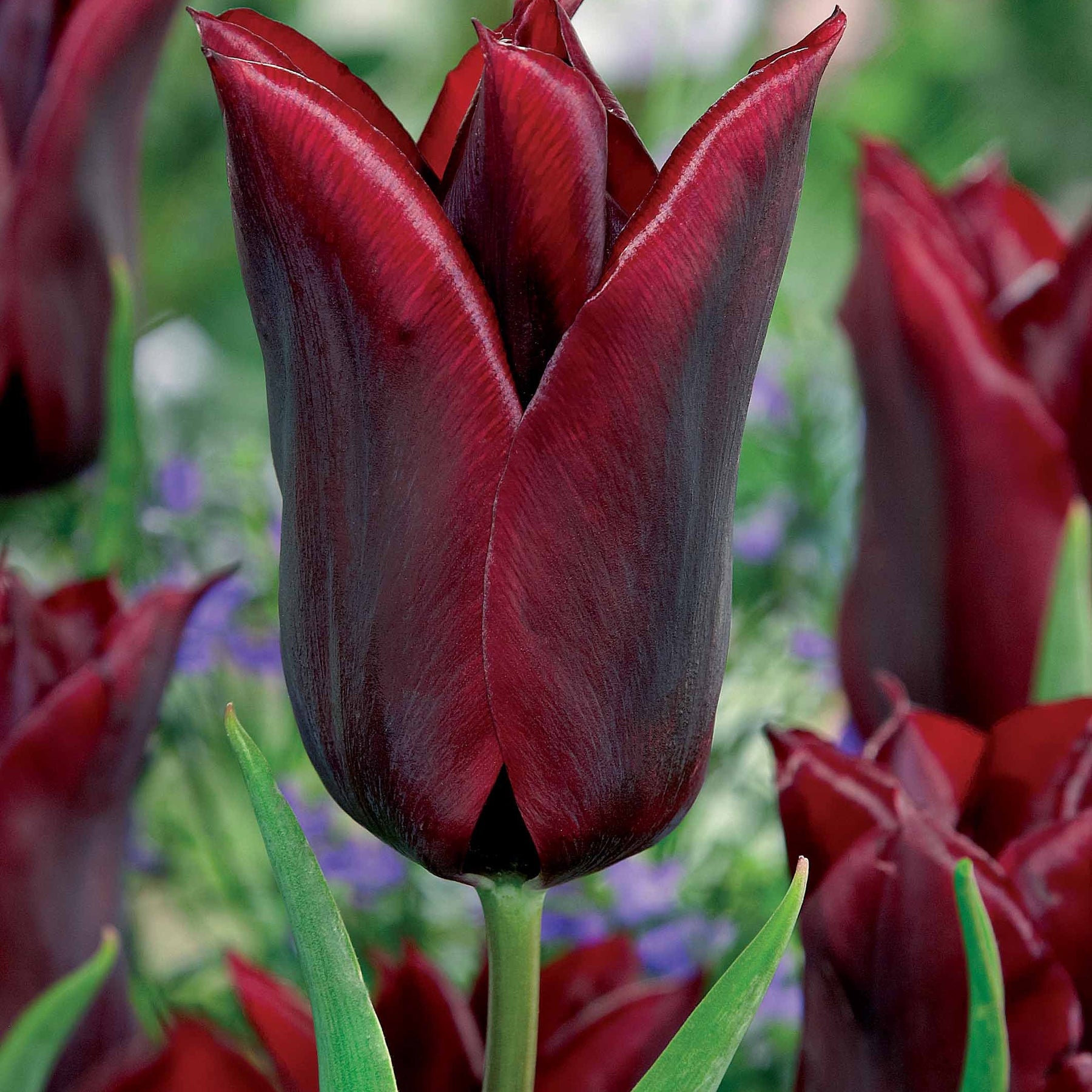 Tulipe - Coll. 30 tulipes fleur de lis :Aile de feu,Etoile verte,Amour eternel - Tulipa'firewings','greenstar','lasting love'