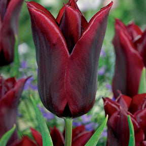 Tulipe - Coll. 30 tulipes fleur de lis :Aile de feu,Etoile verte,Amour eternel - Tulipa'firewings','greenstar','lasting love'