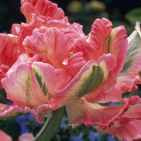 10 Tulipes perroquet Weber's parrot - Willemse