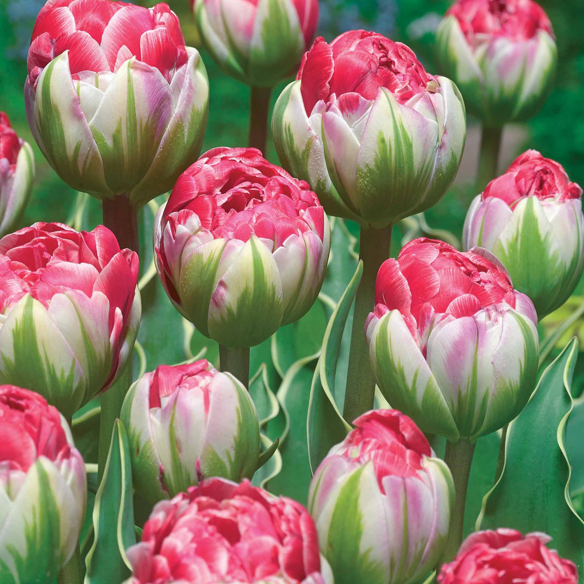 5 Tulipes fleur de pivoine Sensation Double - Willemse