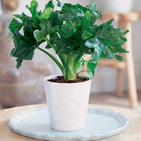 Philodendron Monstera Atom et son cache-pot blanc ELHO - Willemse