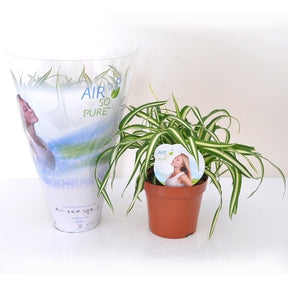 Chlorophytum Atlantic + cache pot blanc 14 cm. - Chlorophytum comosum atlantic - Plantes