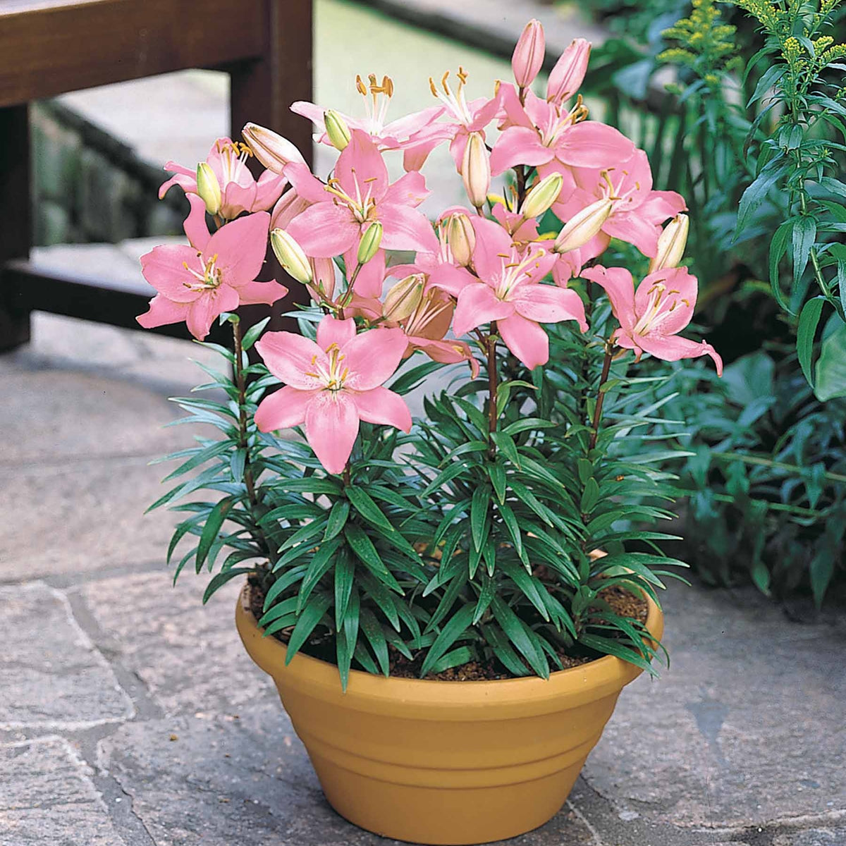 3 Lis Discoteca - Willemse