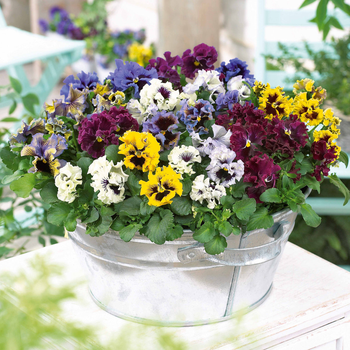 6 pensées frisées en mélange - Willemse