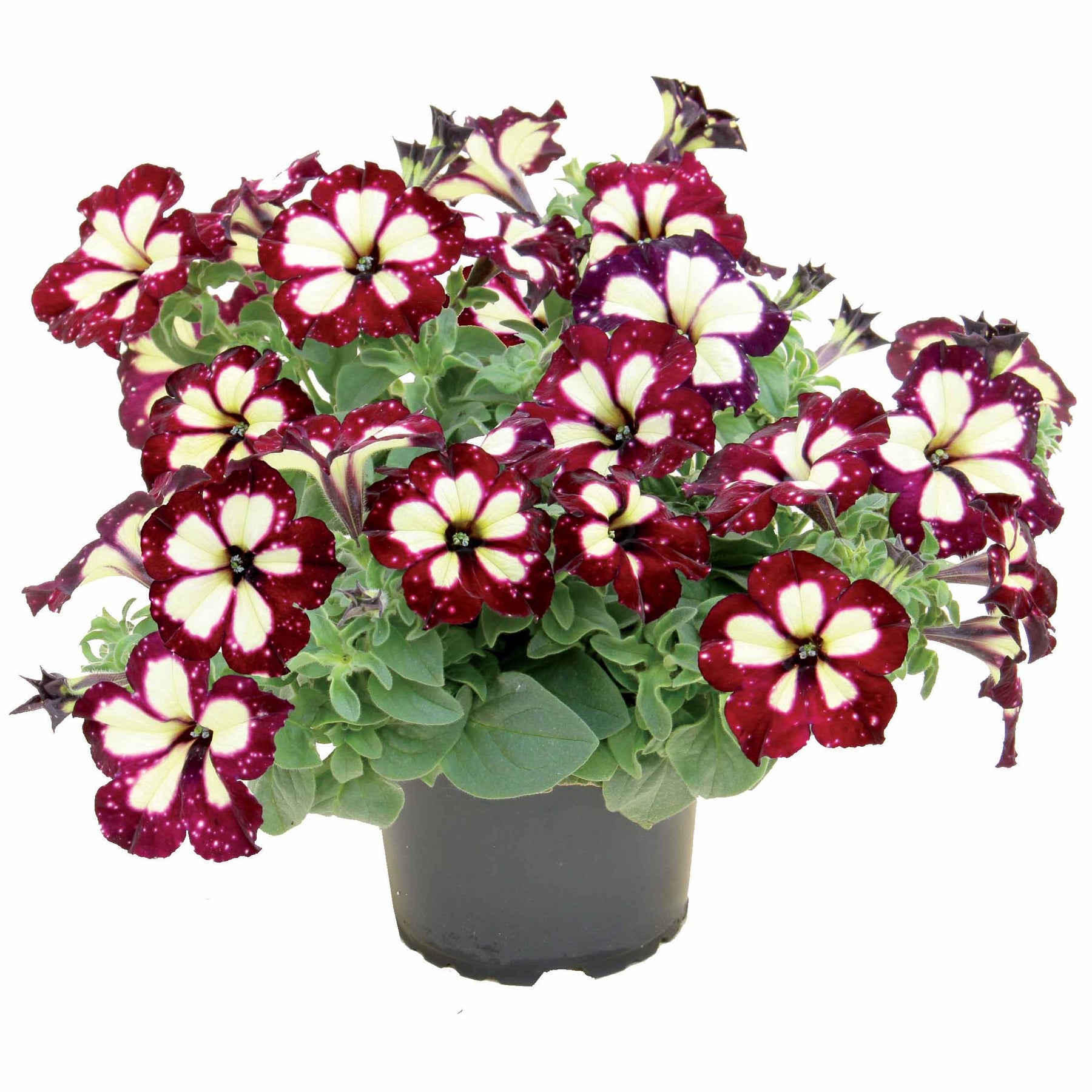 3 Pétunias pourpre crème Lightning Sky - Petunia lightning sky - Willemse