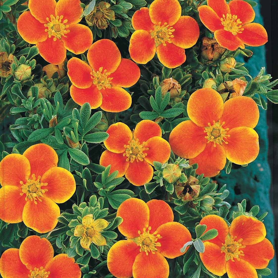 Potentilla ‘hopley’s’ orange, goldfinger jaune, ‘abbotswood’ blanch - 6 Potentilles assorties : orange, jaune, blanche - Haie de 3 m long - Potentilles