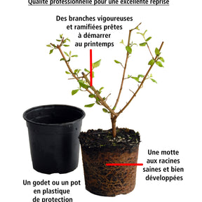 Vente 6 Potentilles assorties : orange, jaune, blanche - Haie de 3 m long