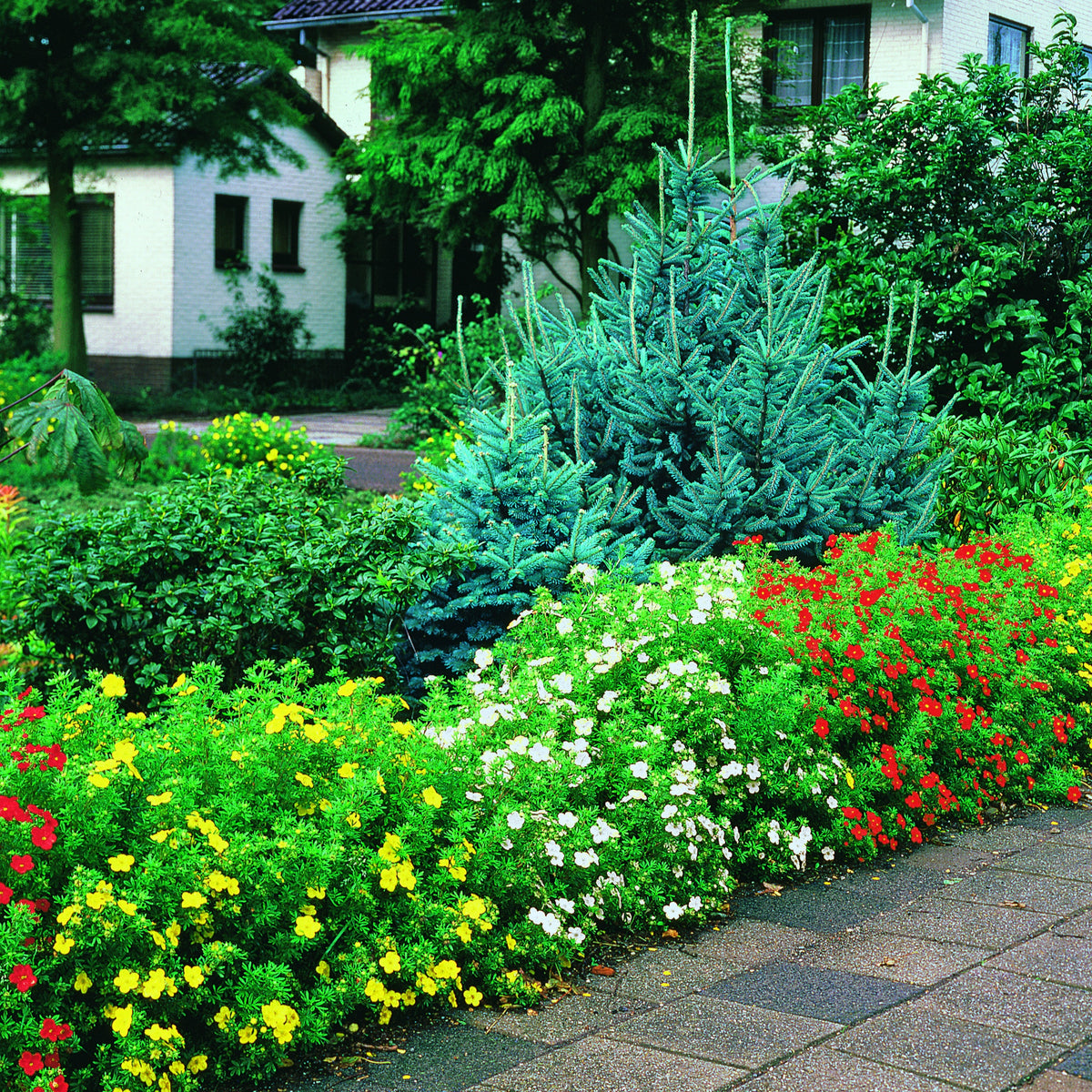 15 Potentilles assorties : orange, jaune, blanche Haie de 7,5 m long - Willemse