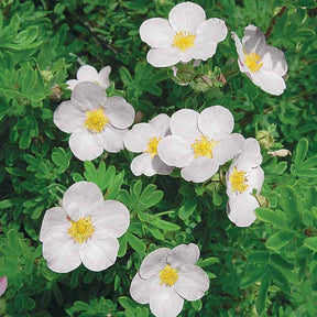 Vente 15 Potentilles assorties : orange, jaune, blanche Haie de 7,5 m long - Potentilla ‘hopley’s’ orange, goldfinger jaune, ‘abbotswood’ blanch