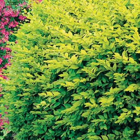 10 Troènes dorés - Haie de 2,5 m linéaire - Ligustrum ovalifolium aureum - Willemse