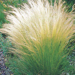 4 Cheveux d'ange - Stipa tenuissima - Willemse