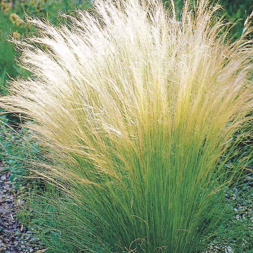 4 Cheveux d'ange - Stipa tenuissima - Willemse
