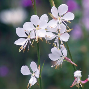 Gaura lindheimeri whirling butterflies - 4 Gauras blanches - Gaura
